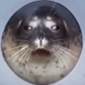 Meet your Posher, Alexander